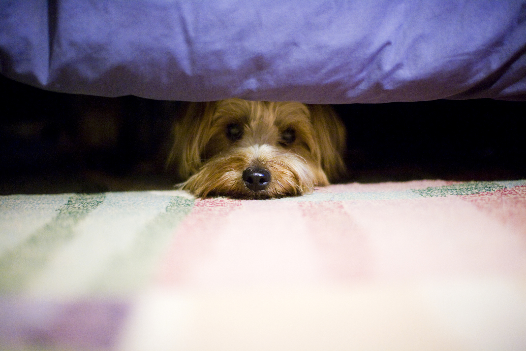 cachorro com medo debaixo da cama