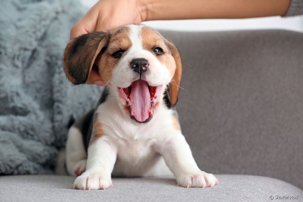 El cachorro de Beagle es muy extrovertido y se lleva bien con todo el mundo