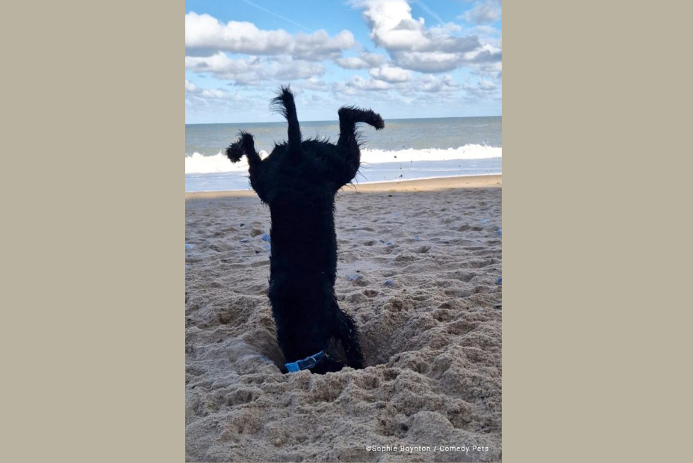 Foto de perro gracioso excavando arena en el Reino Unido recibió una mención honorable