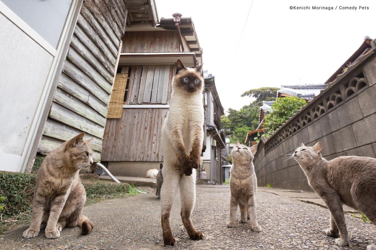 Foto de gatos hizo que el fotógrafo Keniche Moniraga se llevara dos premios en esta categoría