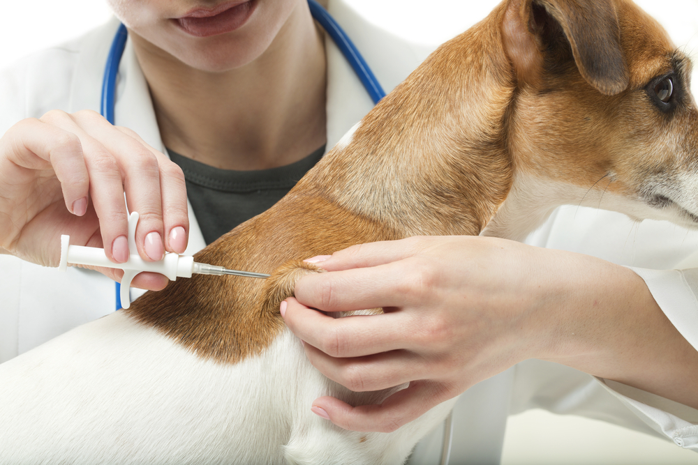 vacinação cachorro