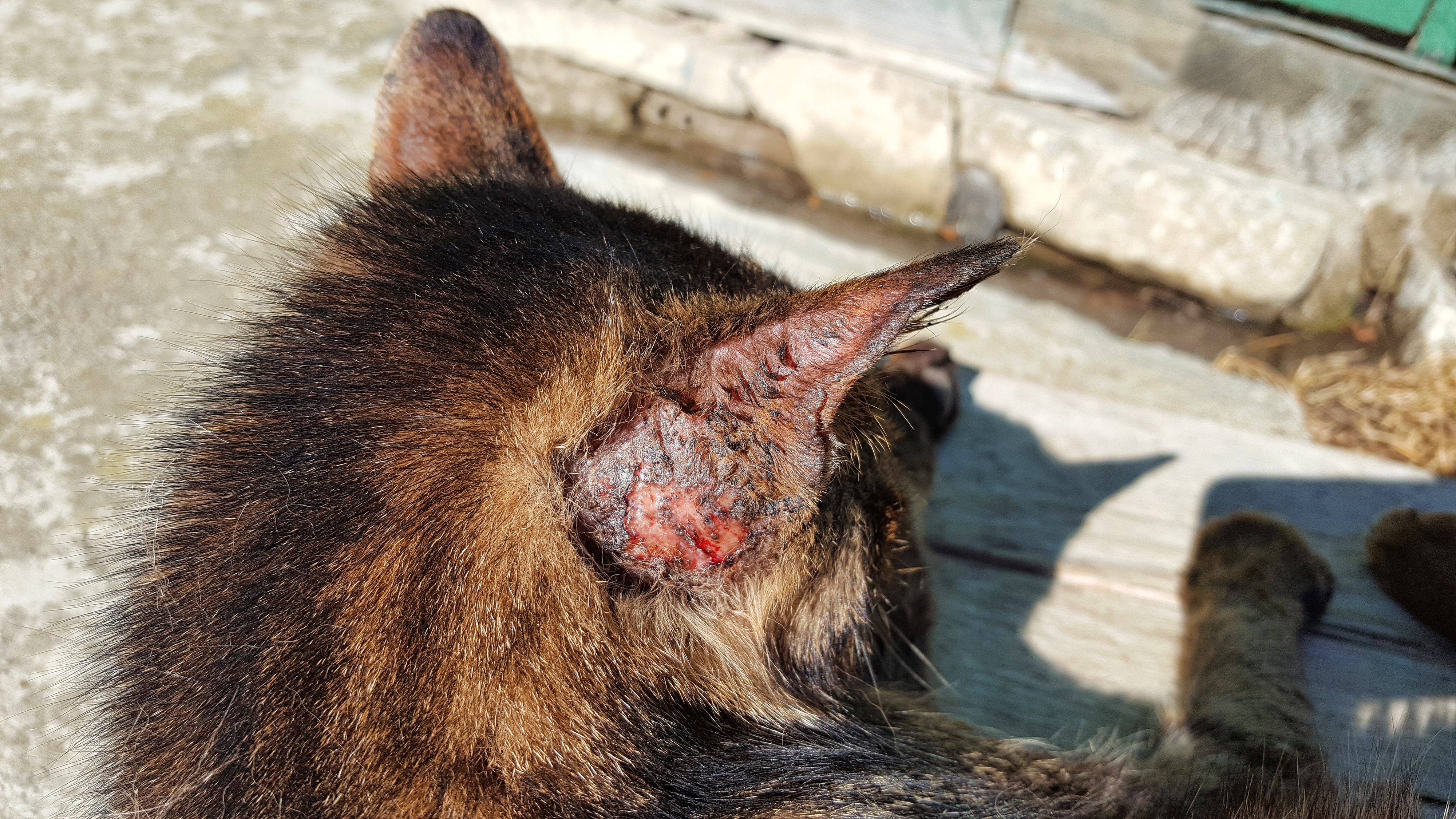 ferida na orelha de gato