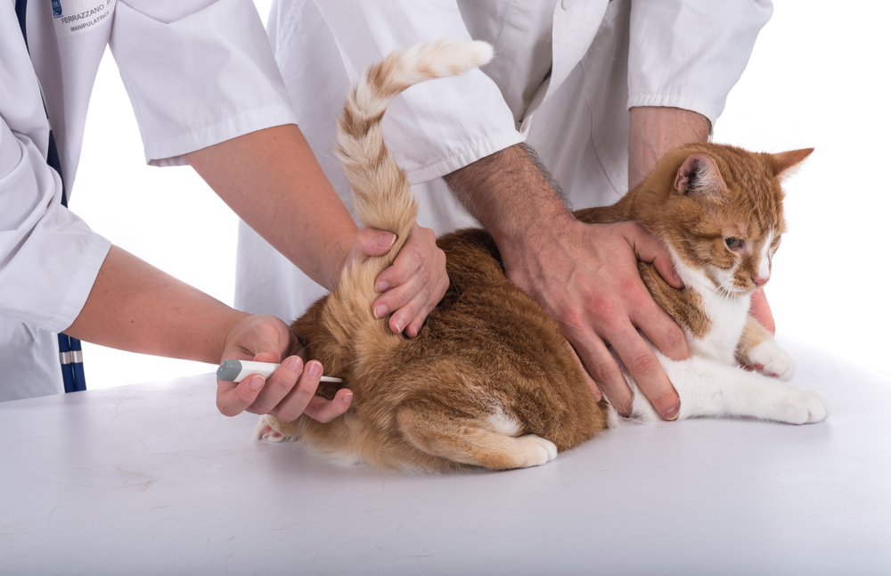 veterinários medindo temperatura de gato