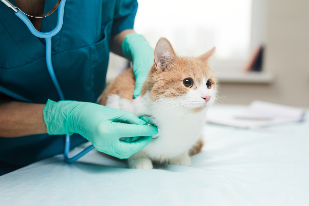 gato sendo consuultado por veterinário