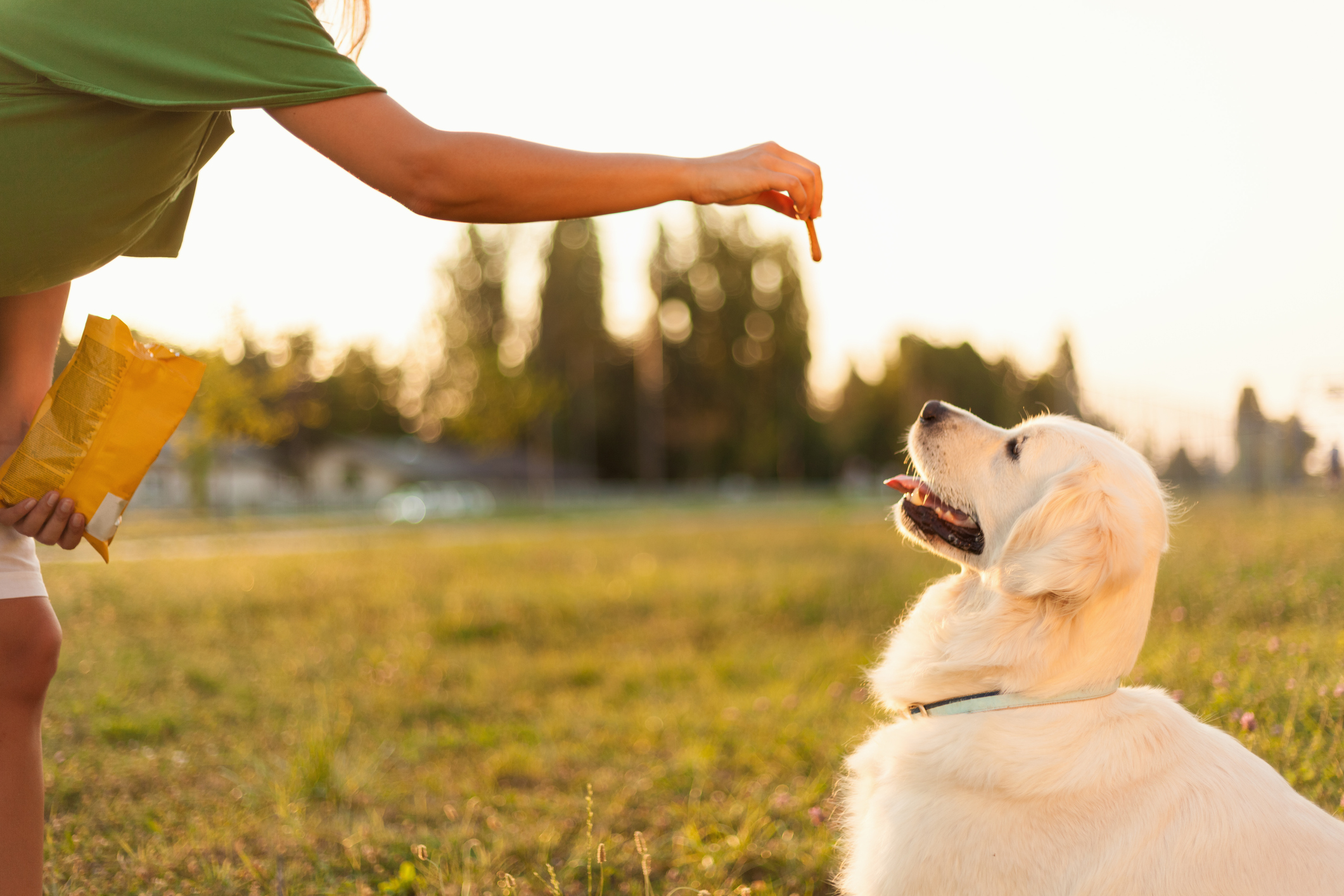 Cachorro Golden olhando para petisco na mão do tutor