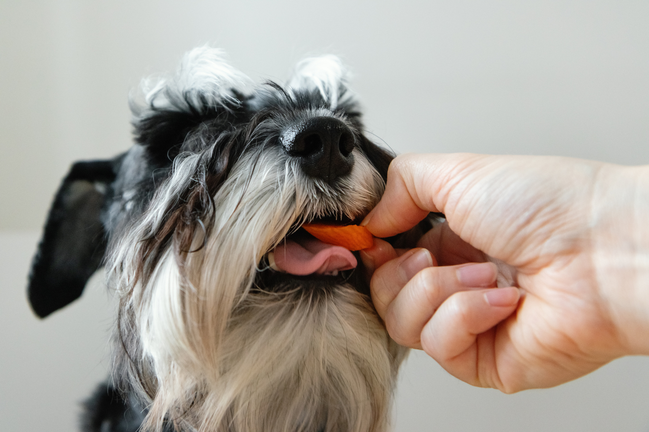 Schnauzer comendo cenoura para cachorro