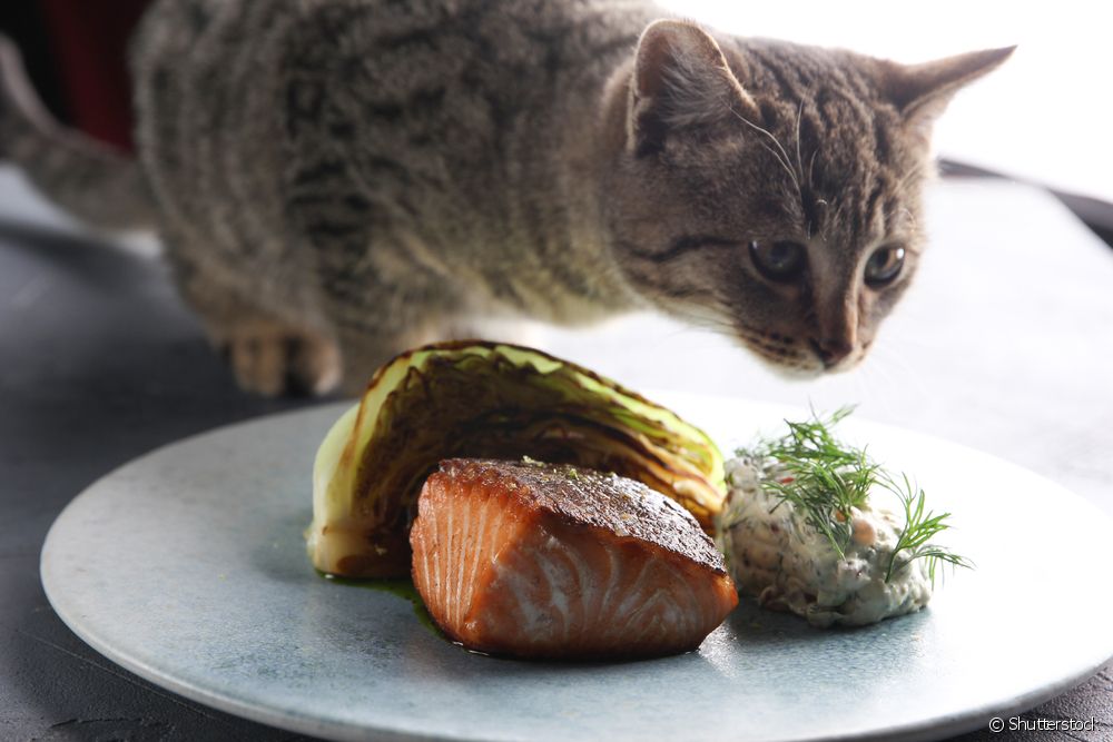 Gato de frente para um prato com peixes