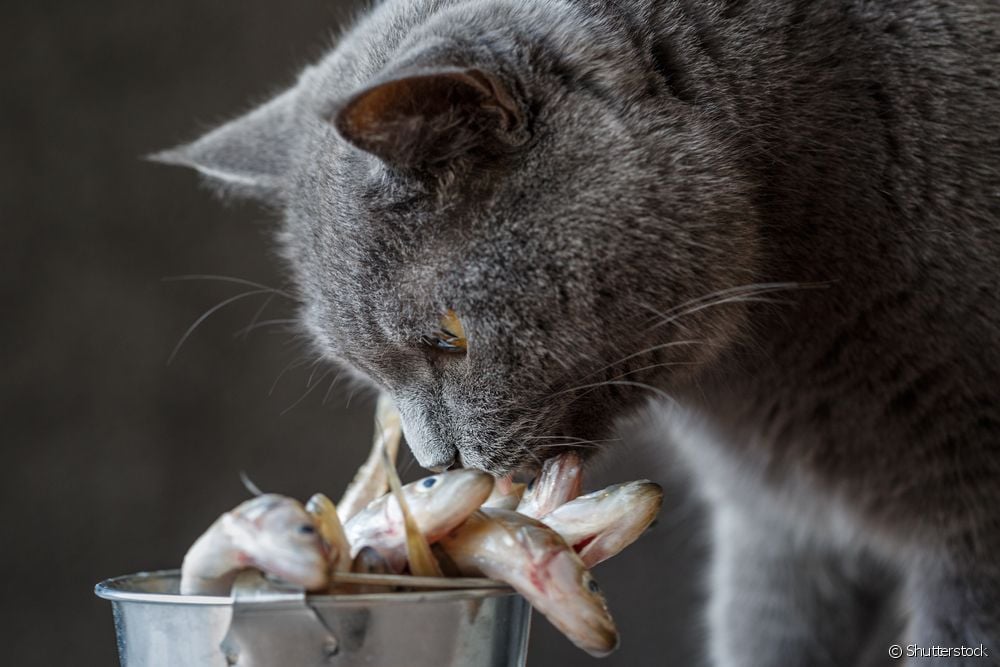 gato cheirando peixes cru