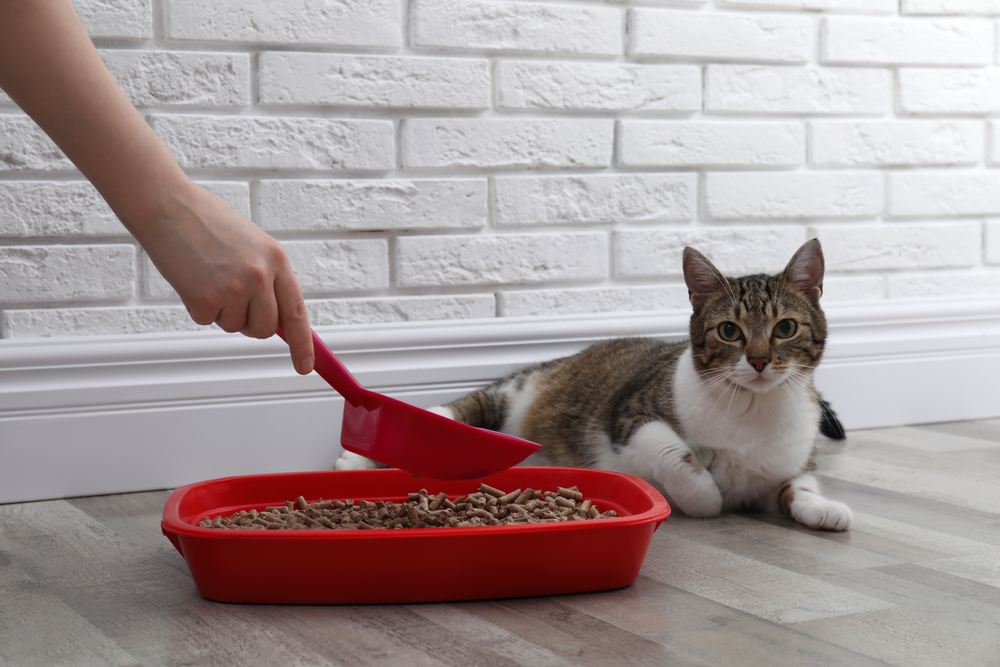 tutora limpando caixa de areia de gato