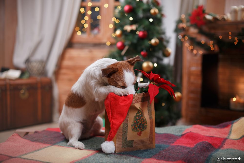 Cachorro cheirando sacola de presente de natal