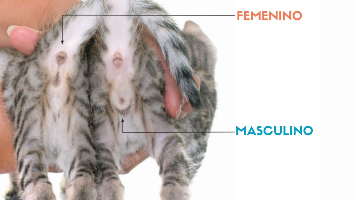 Así puedes saber si tu gato es hembra o macho