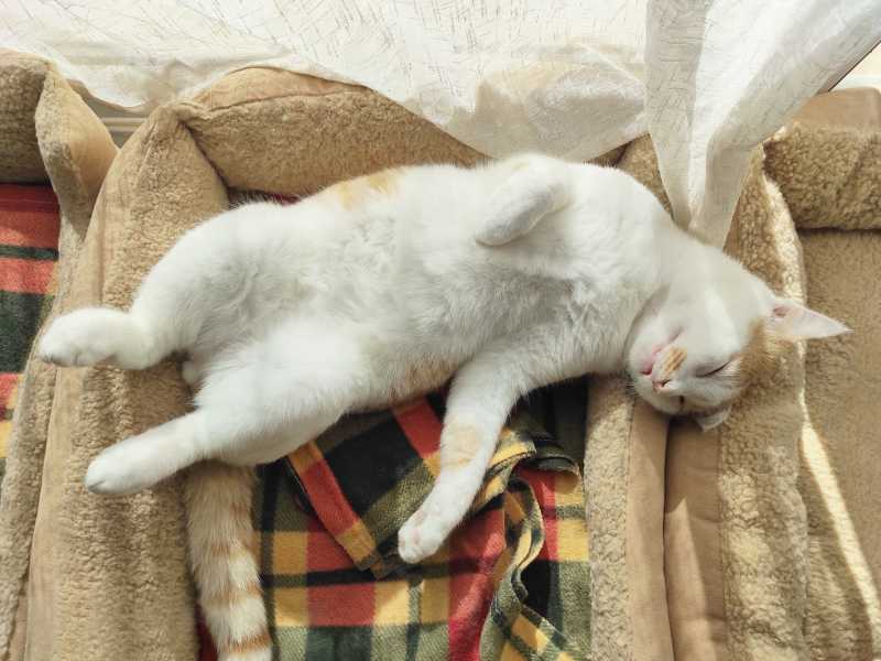 Gato blanco dormido. Foto: Envato/Maliflower73