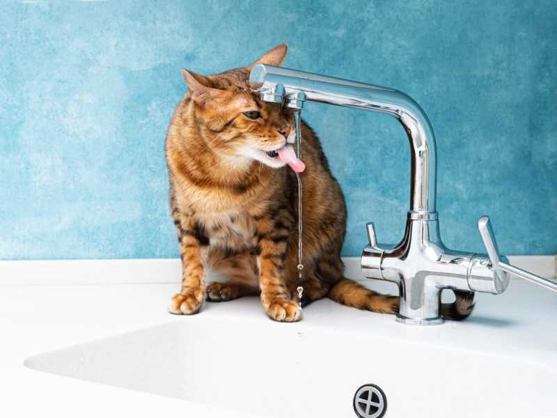 gato tomando agua. Foto: Envato/zhenny-zhenny