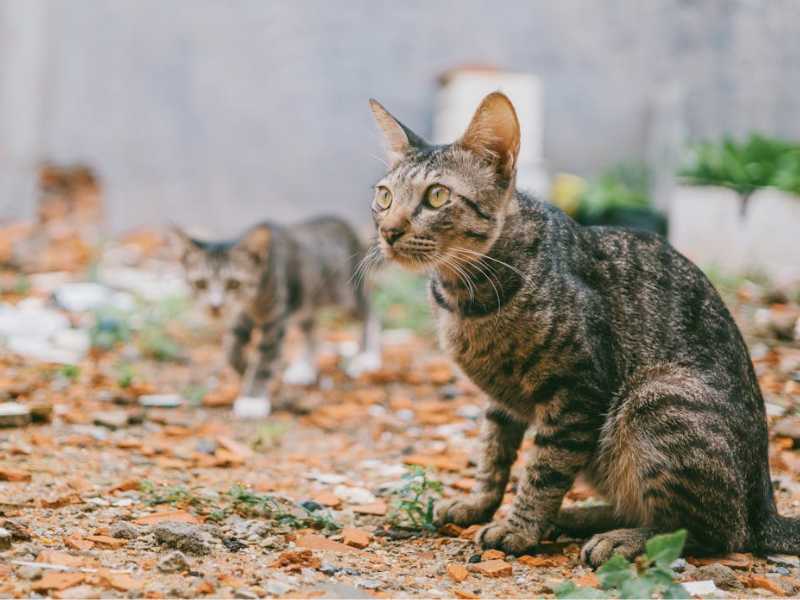 Dos gatos callejeros Foto: Pexels/Fox