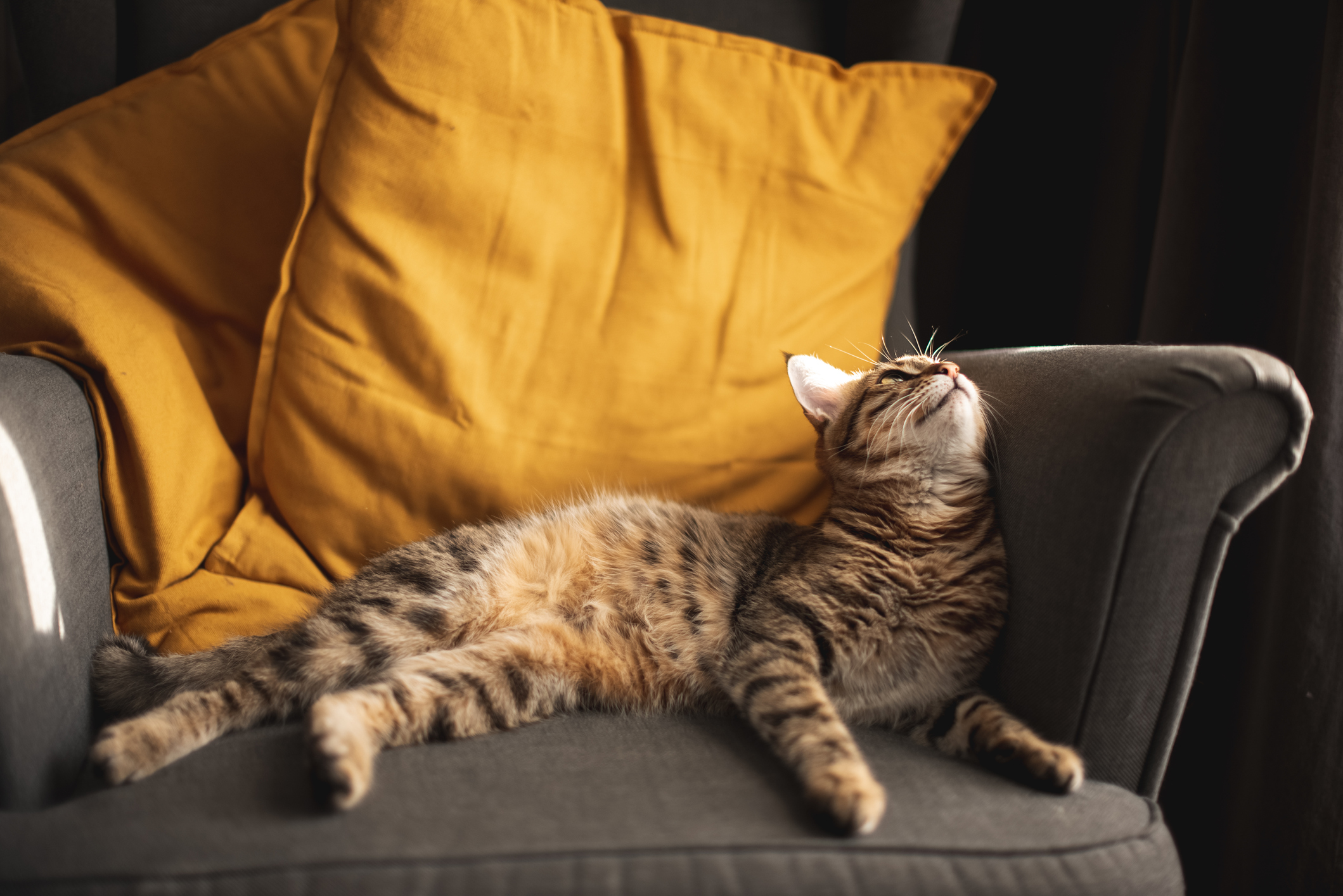 gatinho sentado na poltrona