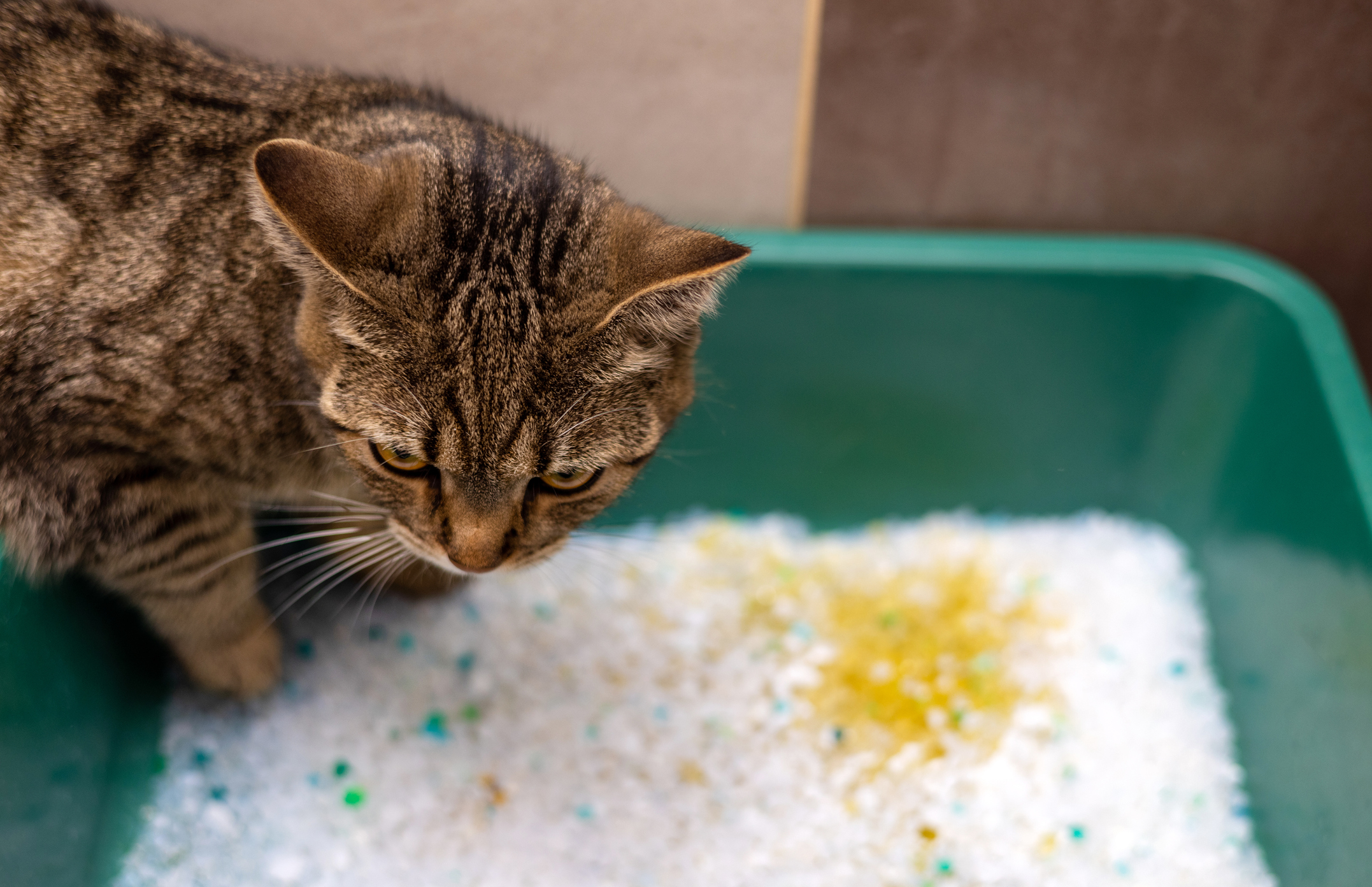 areia silica para gatos