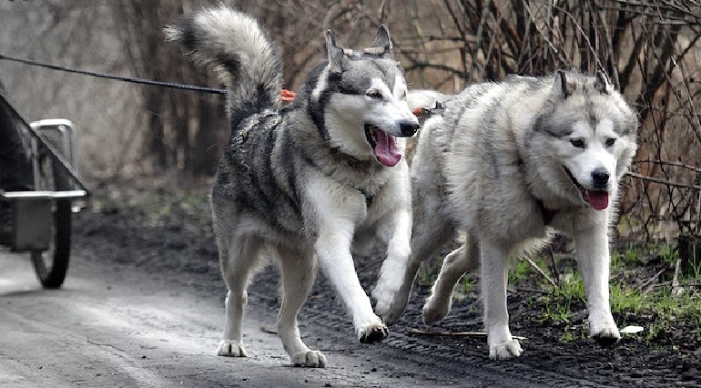 Husky Siberiano | wikicommons