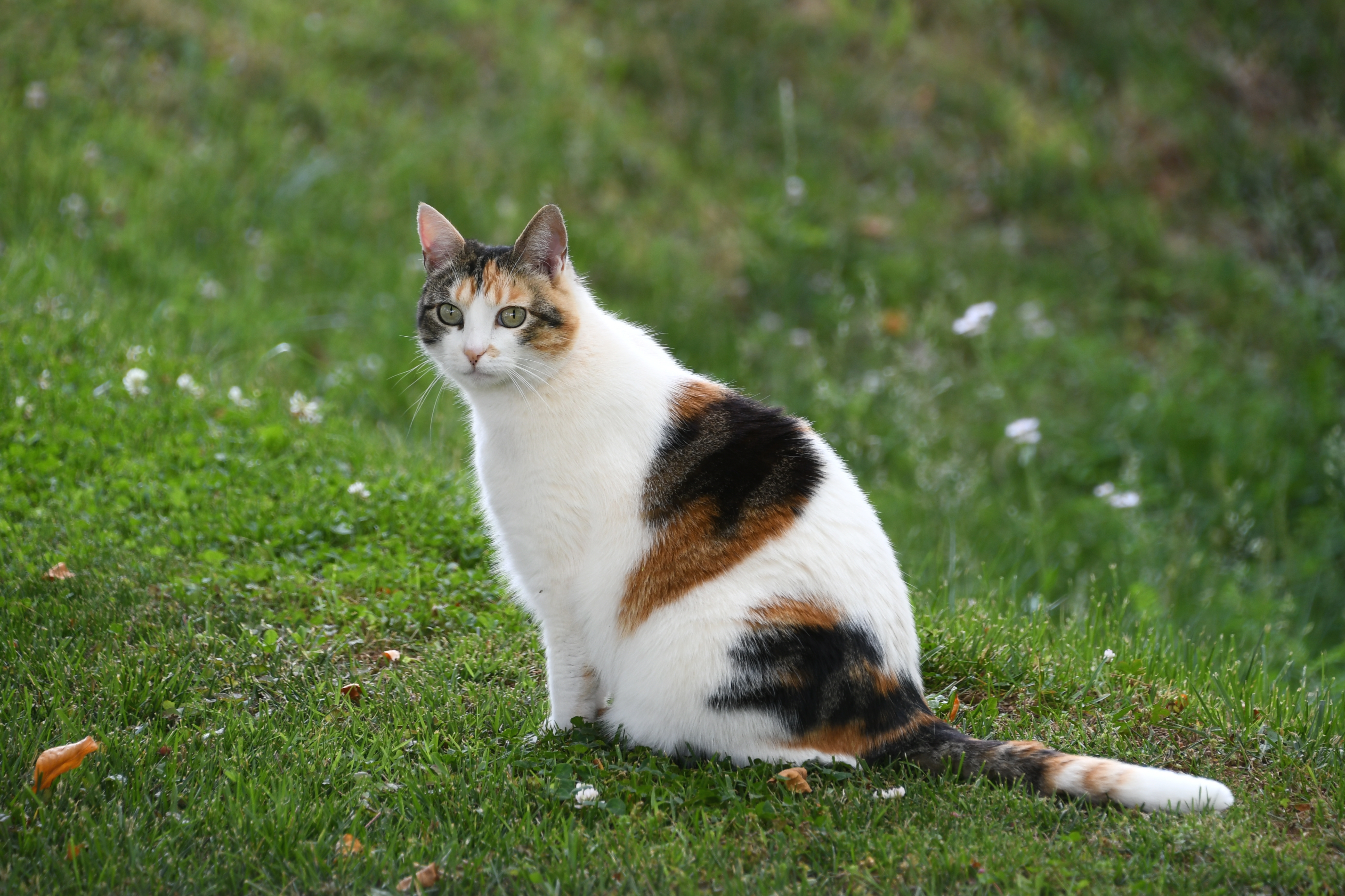 ¿Cómo saber si mi gata está embarazada? 