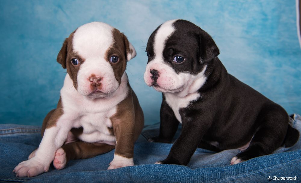 Dois american Bully Pocket filhotes