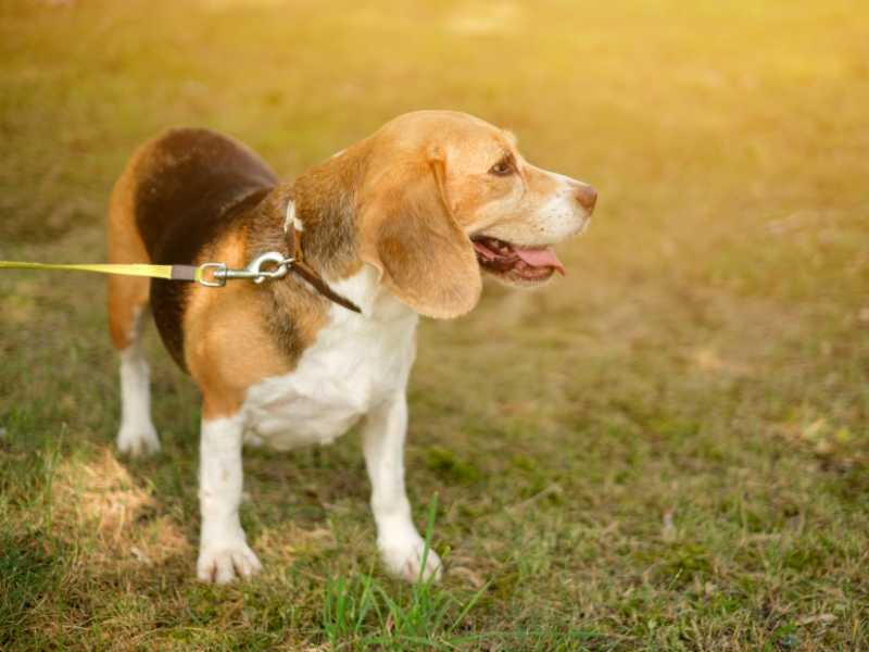 perro beagle con correa. Foto: Envato/Maryna_Vagonetochka