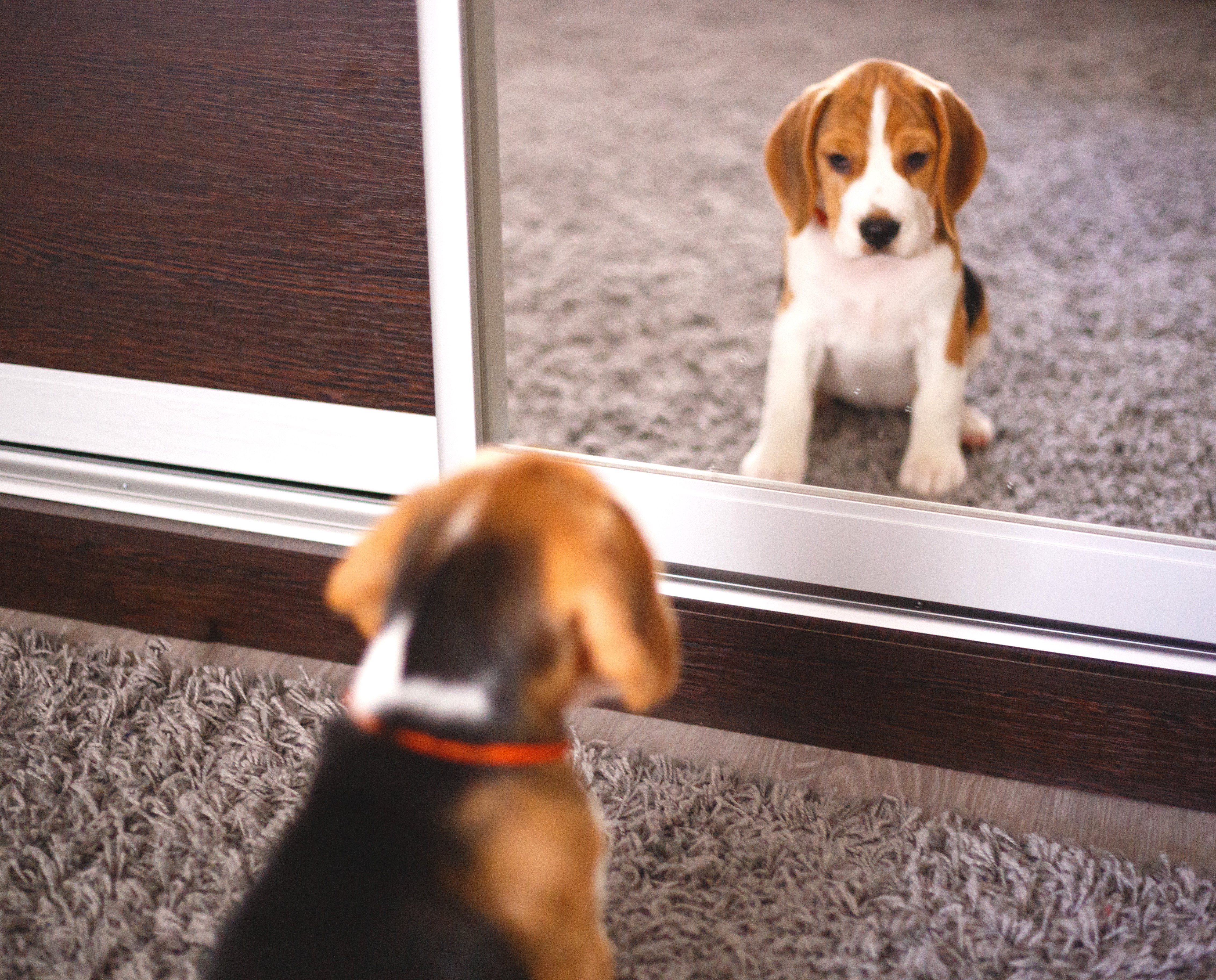 10 razas de perros pequeños y peludos