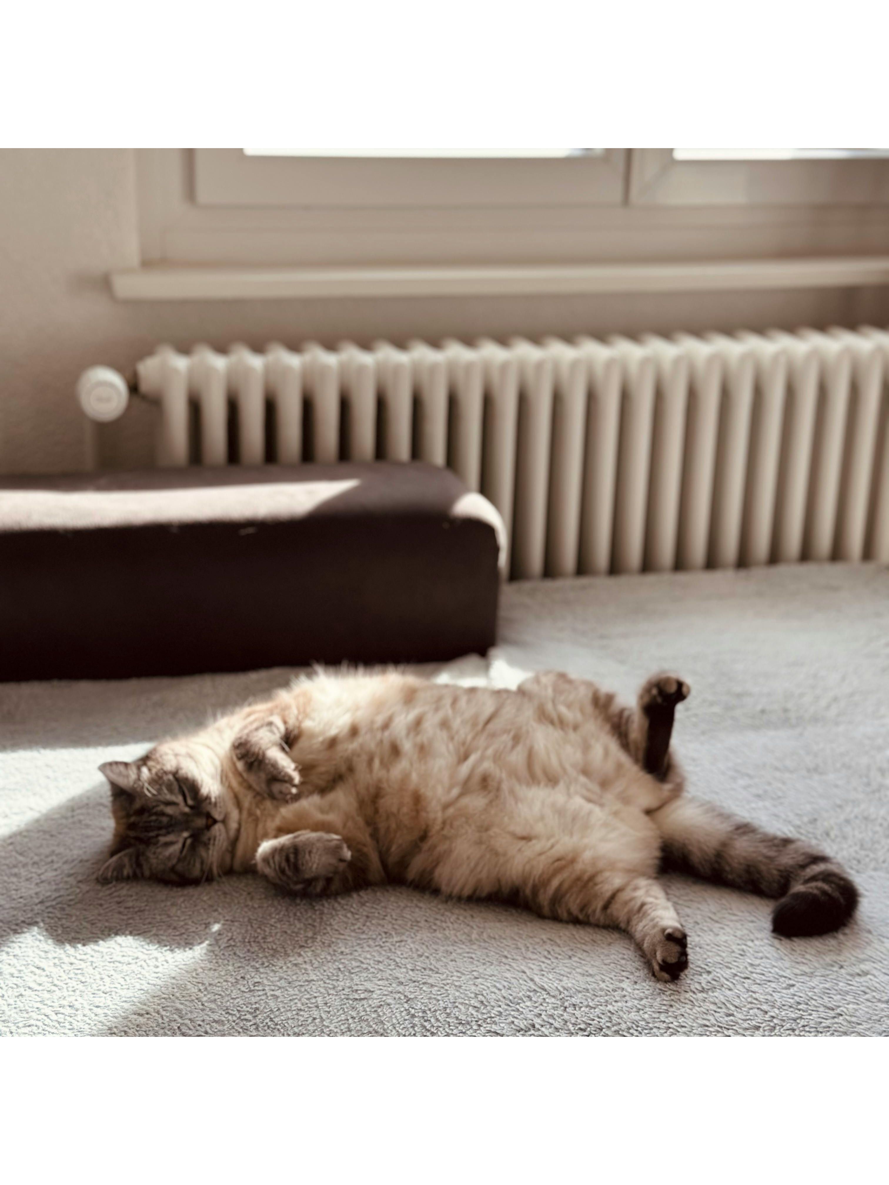 Gato acostado en la alfombra. Foto: Pexels/Nadin