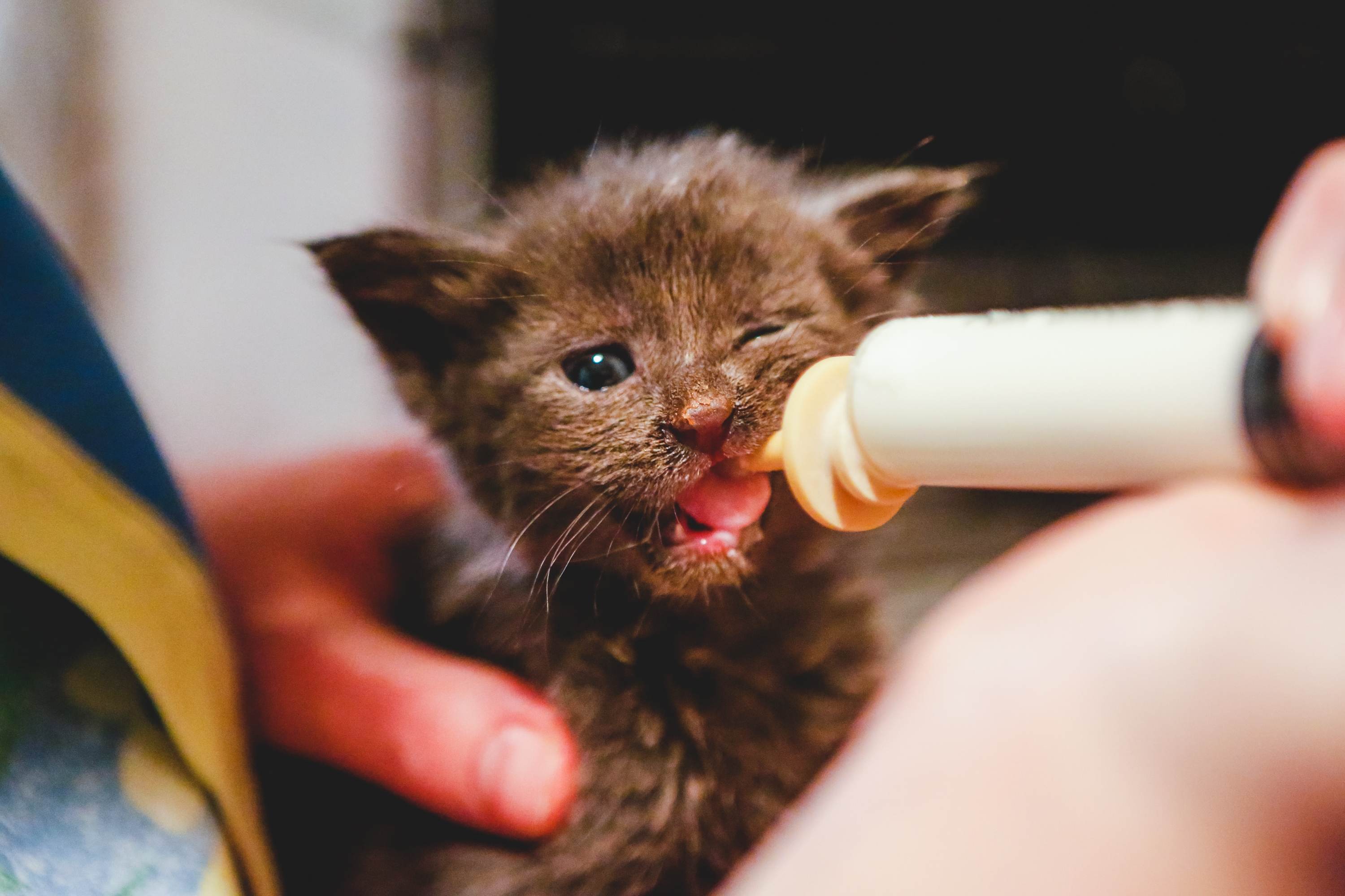 Leche para gatitos