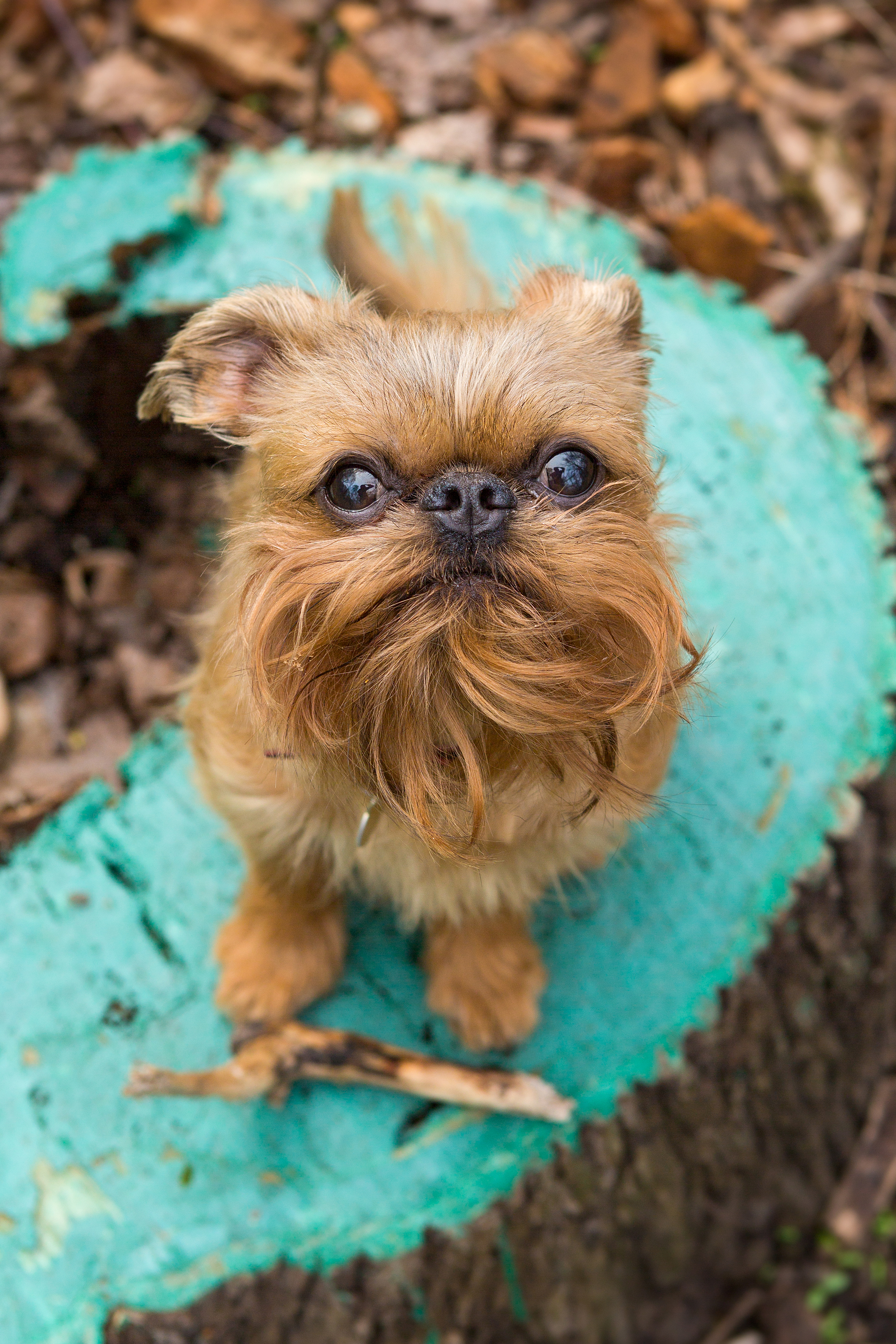 10 razas de perros pequeños y peludos