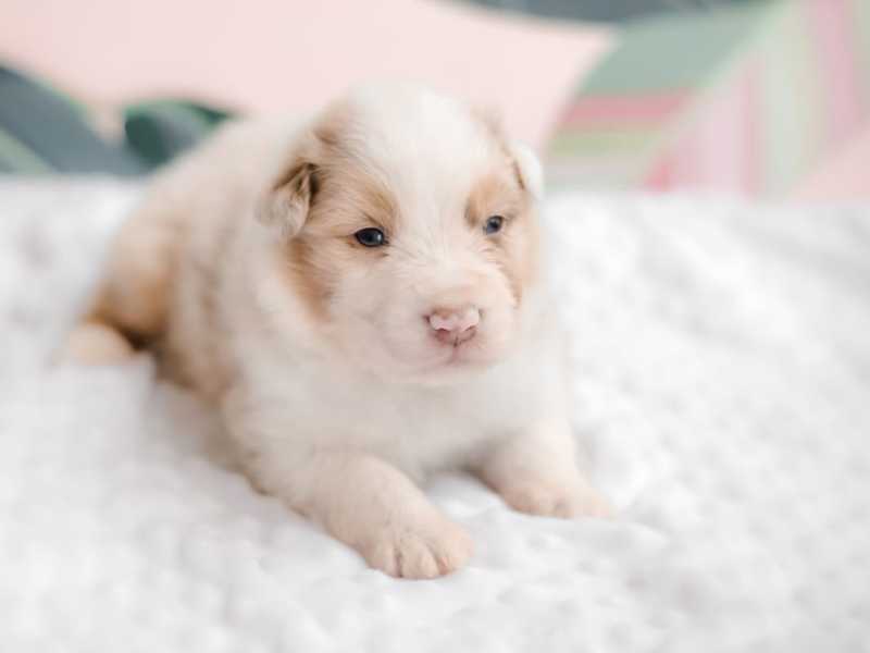 Cachorro recién nacido apenas abriendo los ojos. Foto: Envato/Olga_Ovcharenko