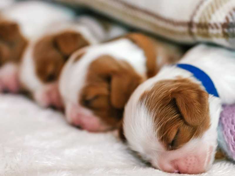 cachorros recién nacidos durmiendo. Foto: Envato/elenakaretnikova2022