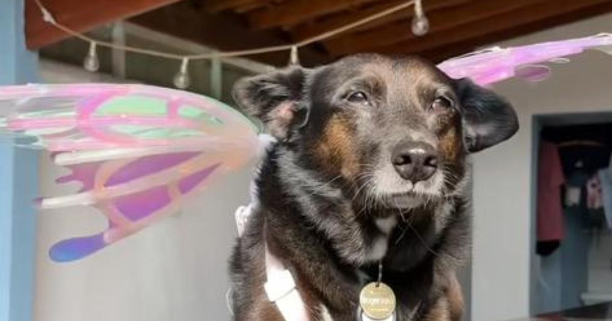 cachorro com asas de borboleta