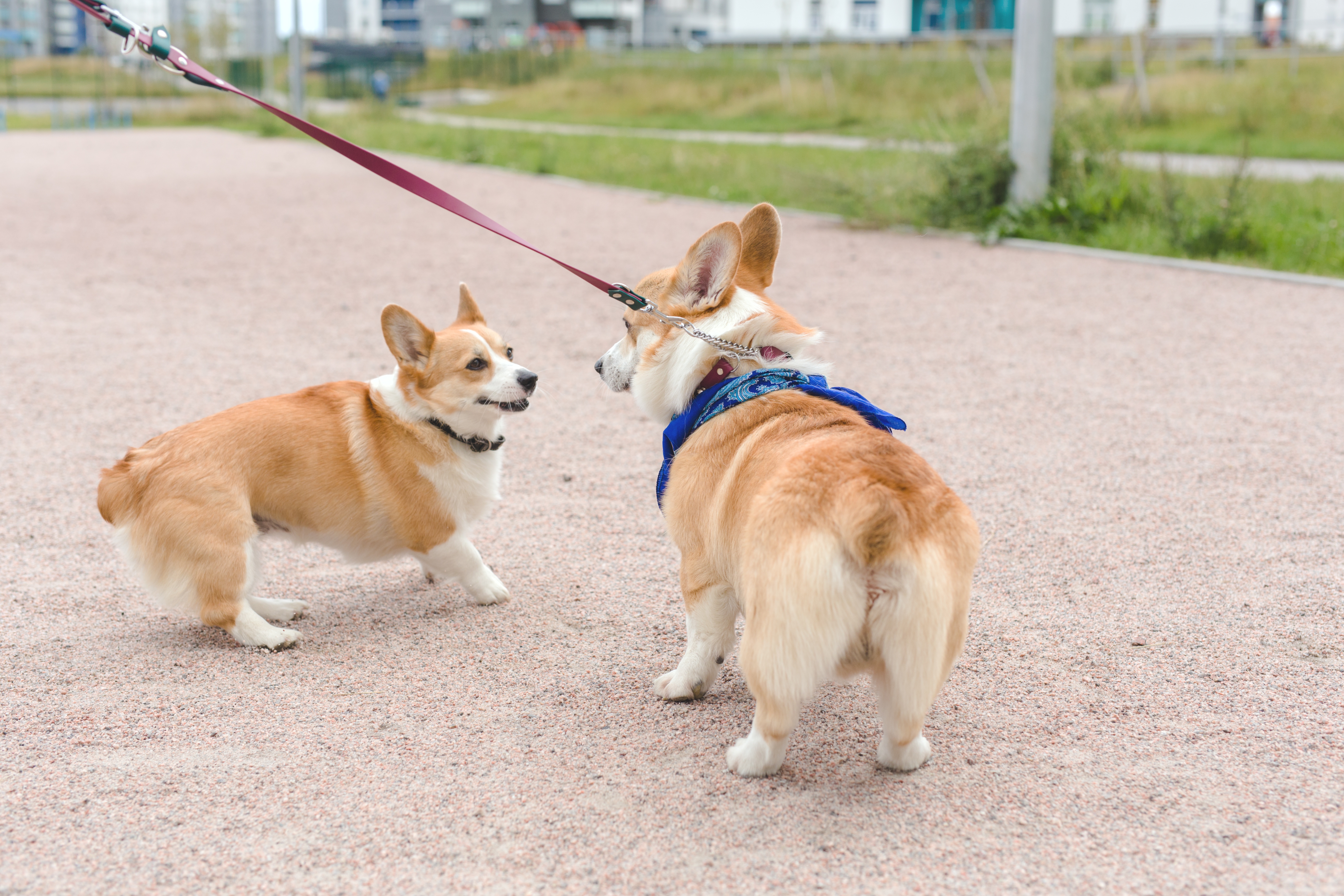 10 razas de perros pequeños y peludos