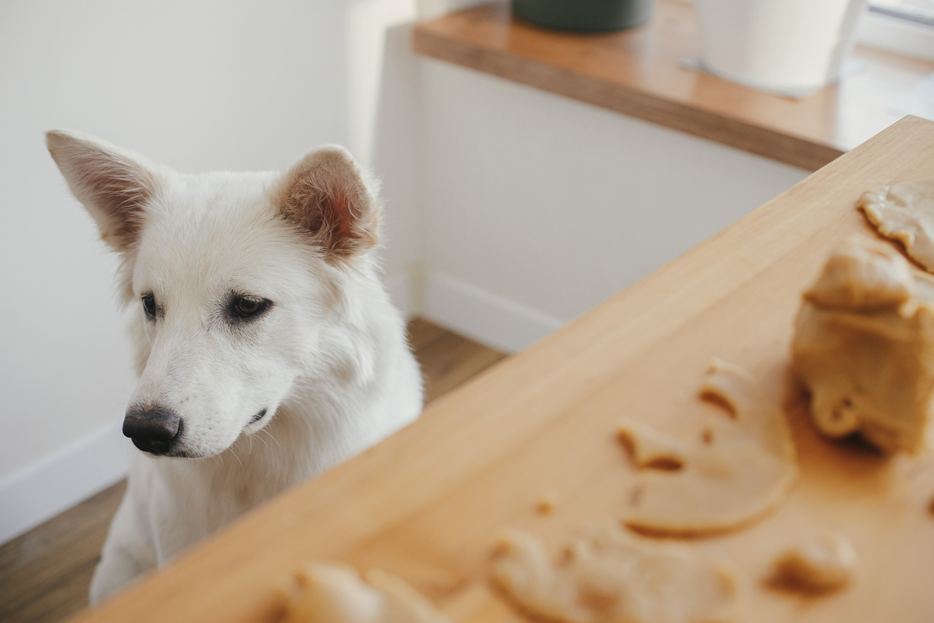 ¡Es posible darle galletas navideñas a tu perro!