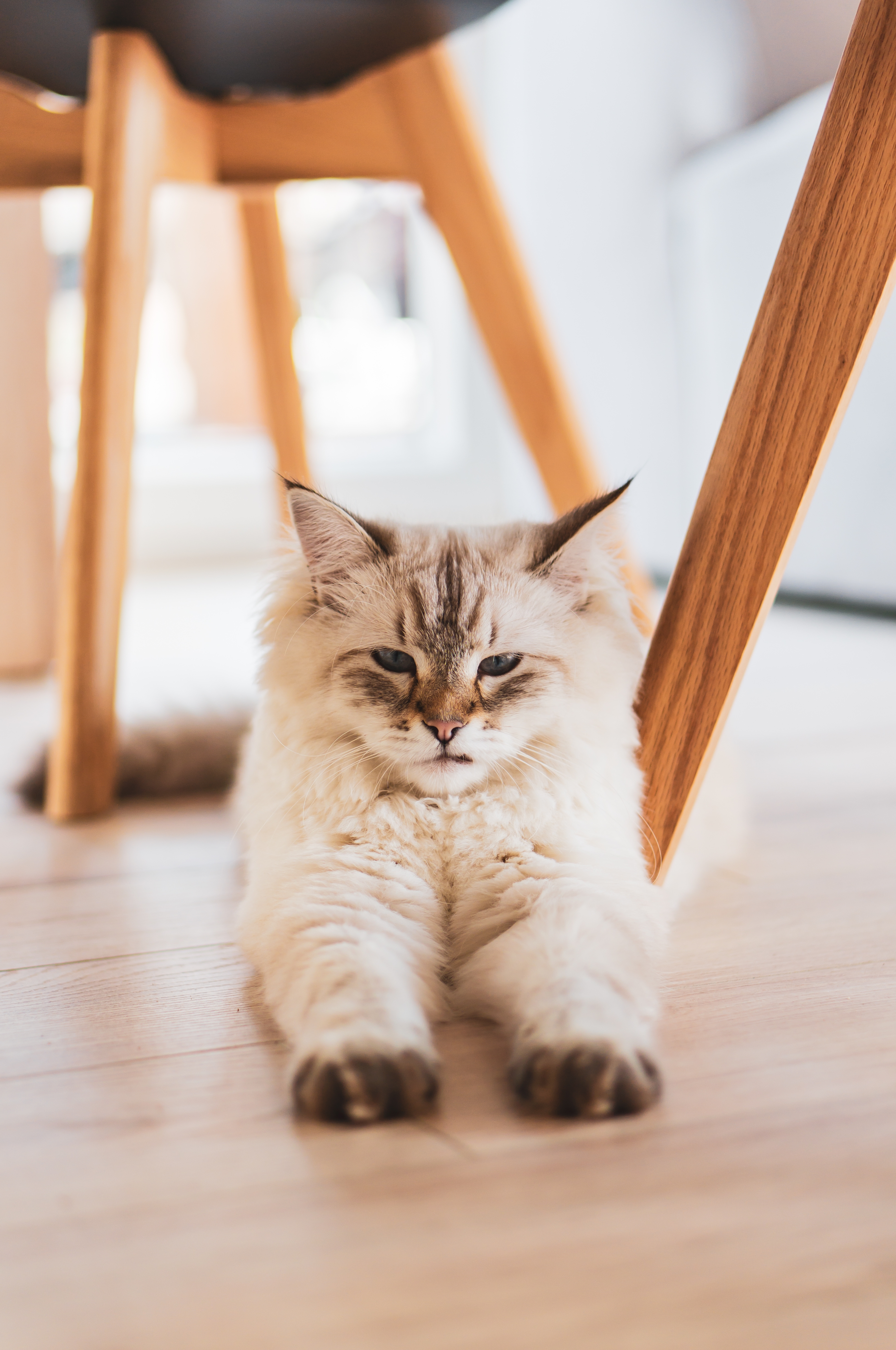 Equilibrio en gatos: ¿es verdad que siempre caen de pie?