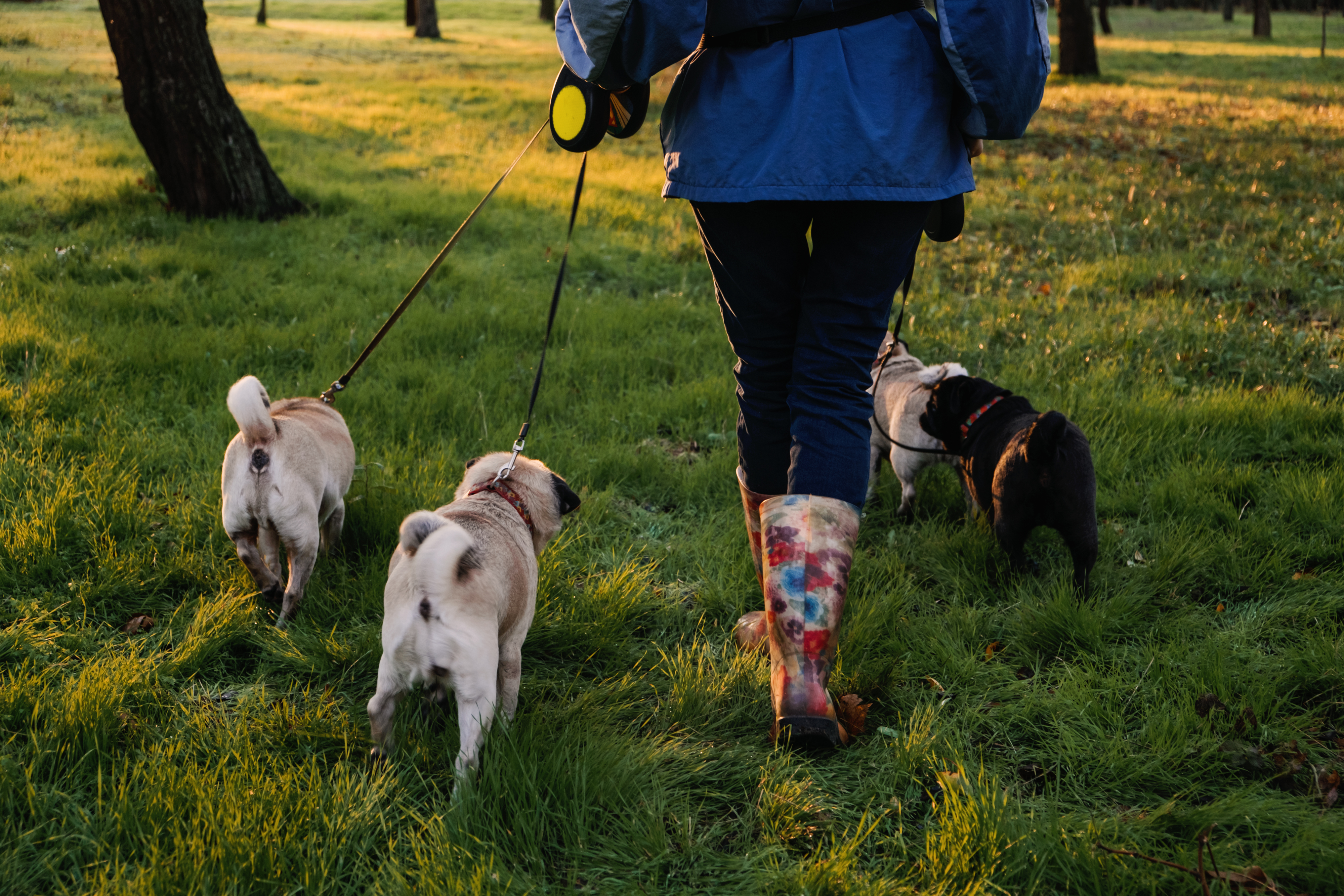 Un paseo diario de 30 minutos ayudará a liberar energía a tu perrito