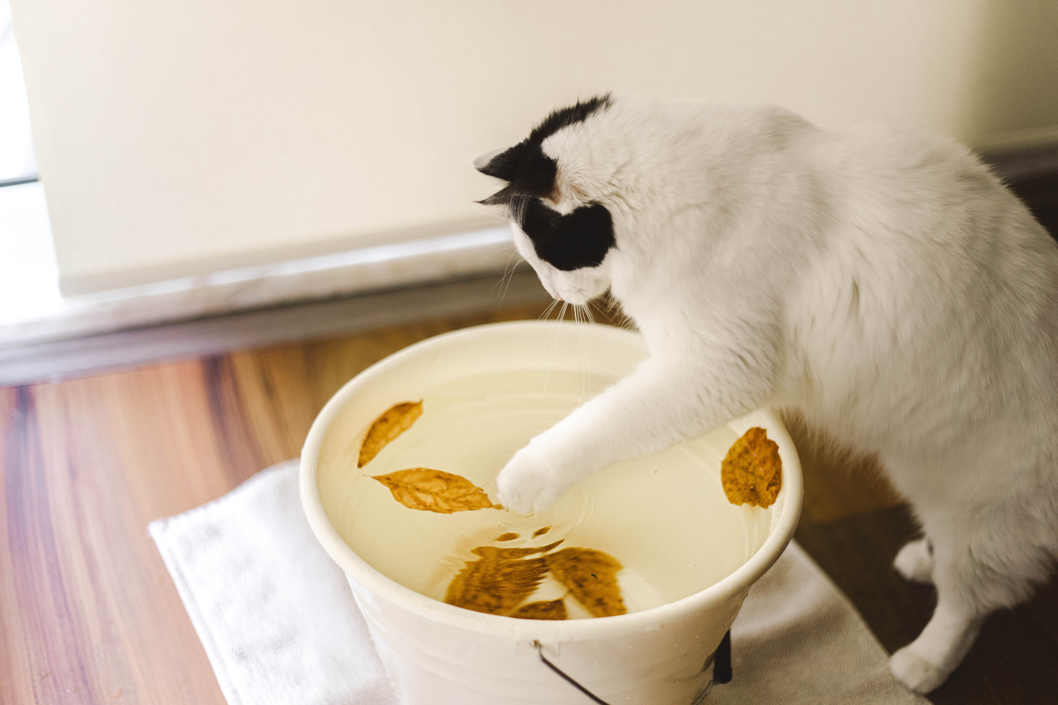 gato mexendo em pote de água com folhas