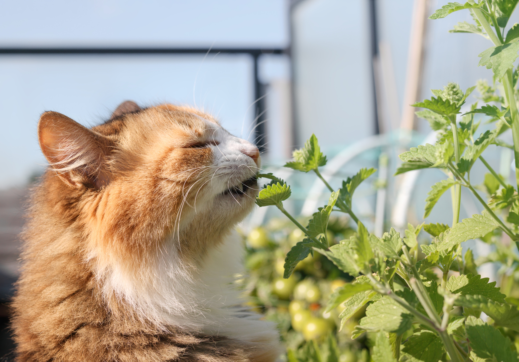 gatinho cheirando catnip