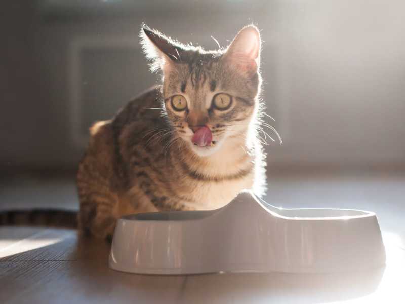 gatitos saboreando su comida. Foto: Envato/alexdov2