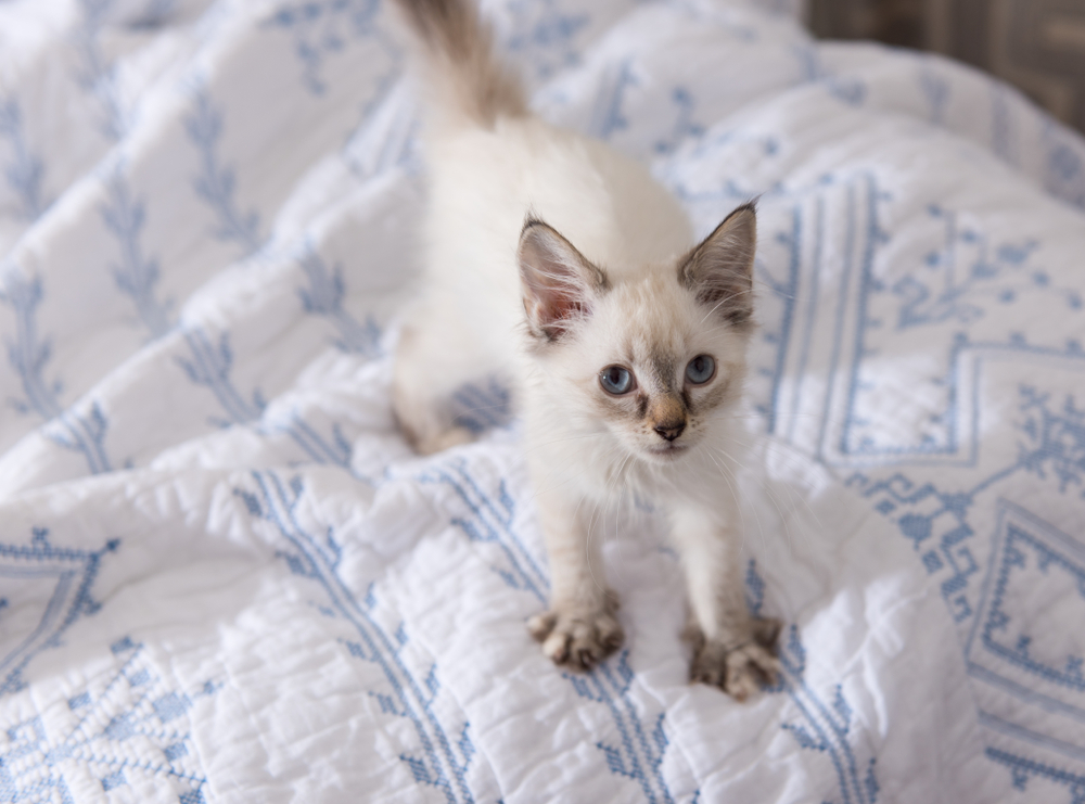 gatinho filhote em cima da cama amassando pãozinho