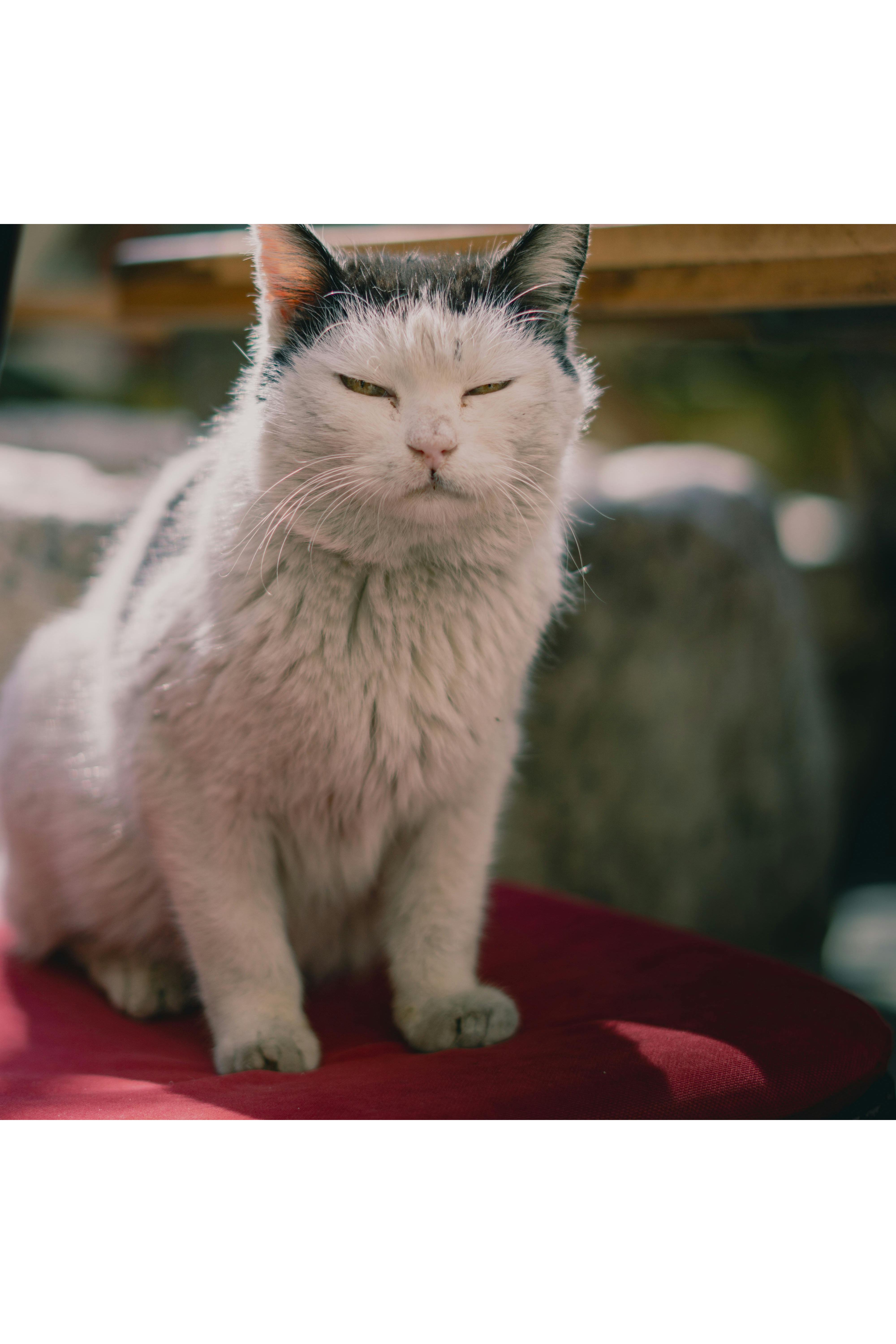 Gato con mirada enojada. Foto: Pexels/Ferat Söylemez