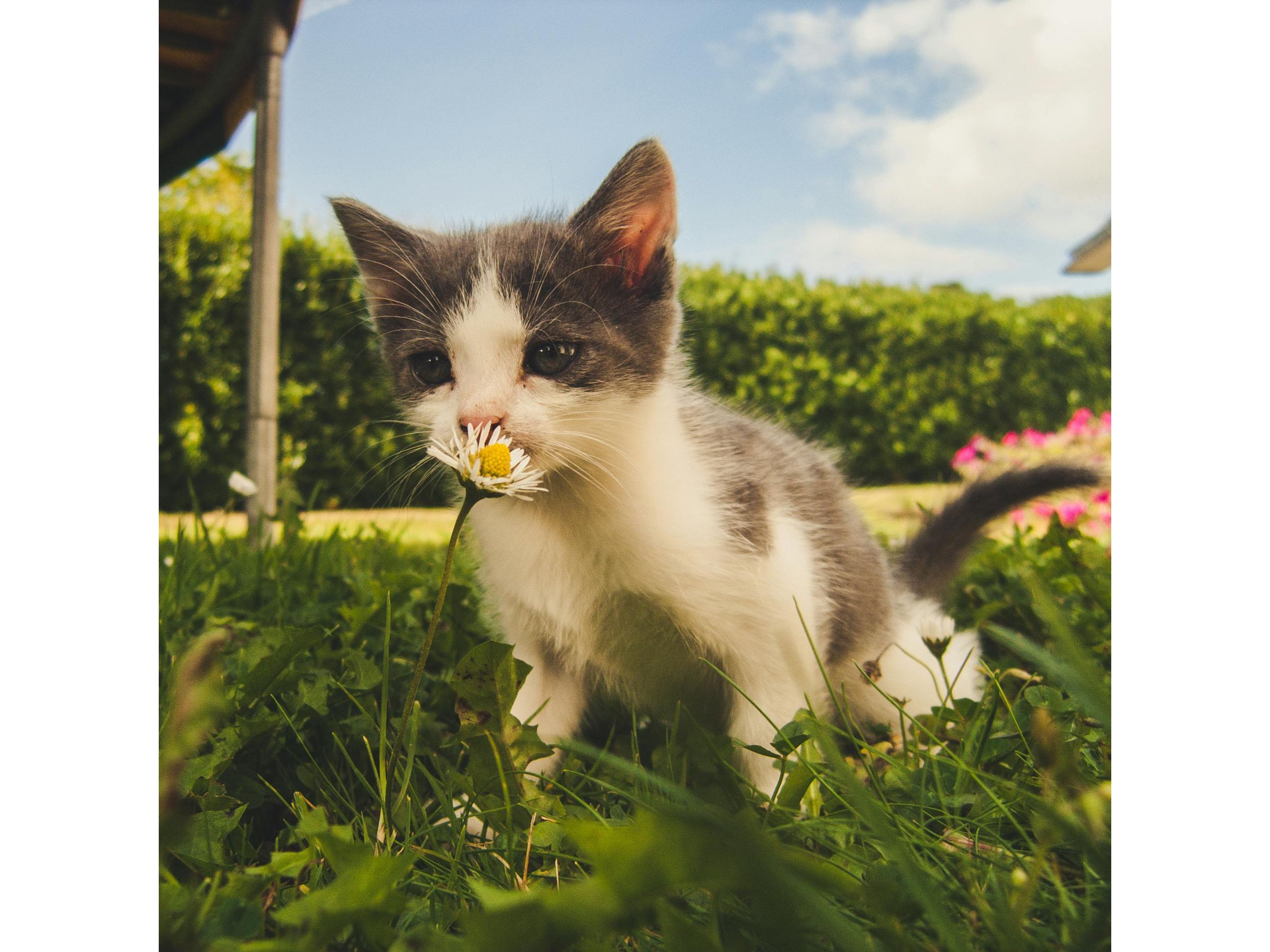Los gatos pueden tener parásitos durante el verano. Foto: Pexels/Alex Bargain