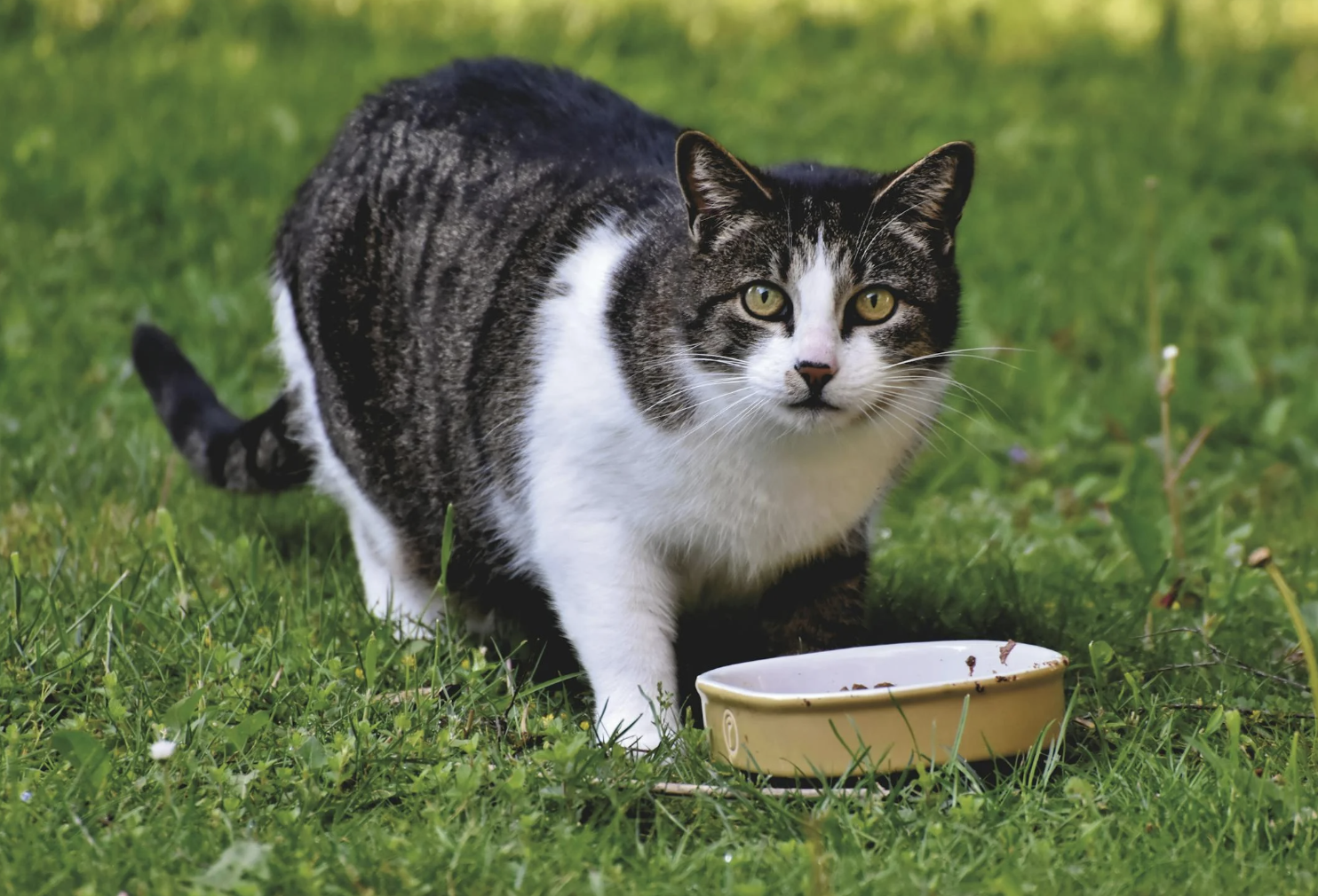 Gato comiendo en el pasto. Foto: Pexels/ Ralph