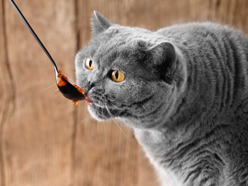 gato comiendo pescado. Foto:Envato/DS-Studio-N