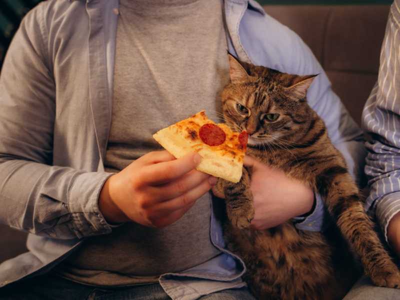 gato comiendo pizza. Foto: Envato/fentonroma