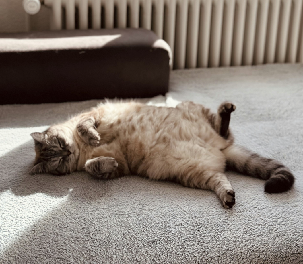 Gato acostado en el piso de alfombra. Foto:Pexels/Nadin