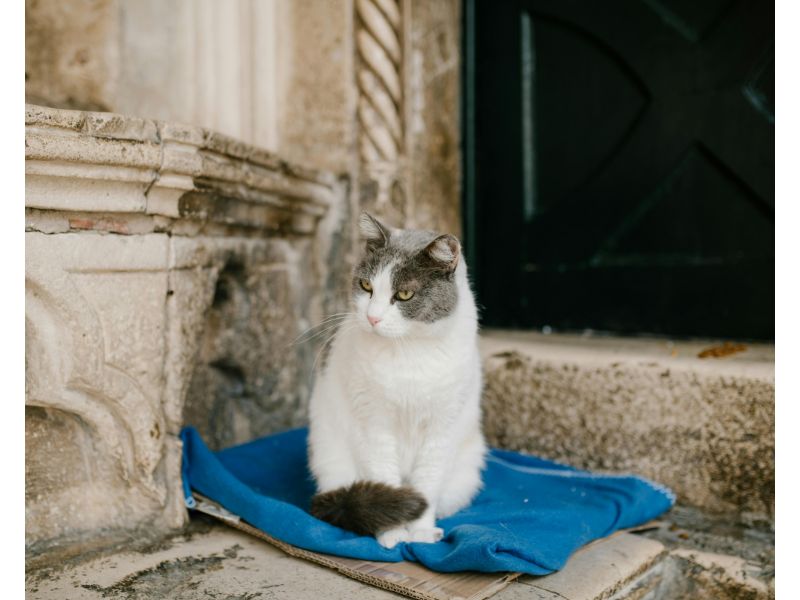 Gato sobre una manta azul. Foto: Pexels/ Julia Volk