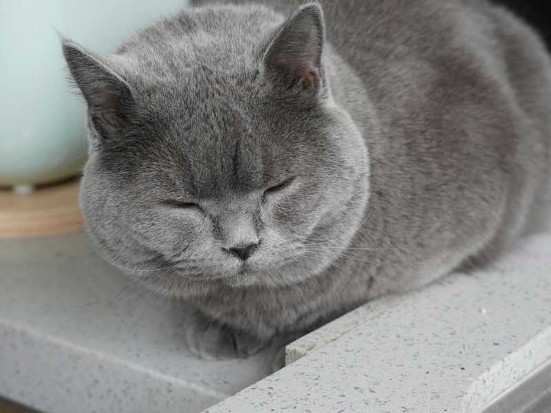 Gato gris durmiendo. Foto: Pexels/jinquan wang