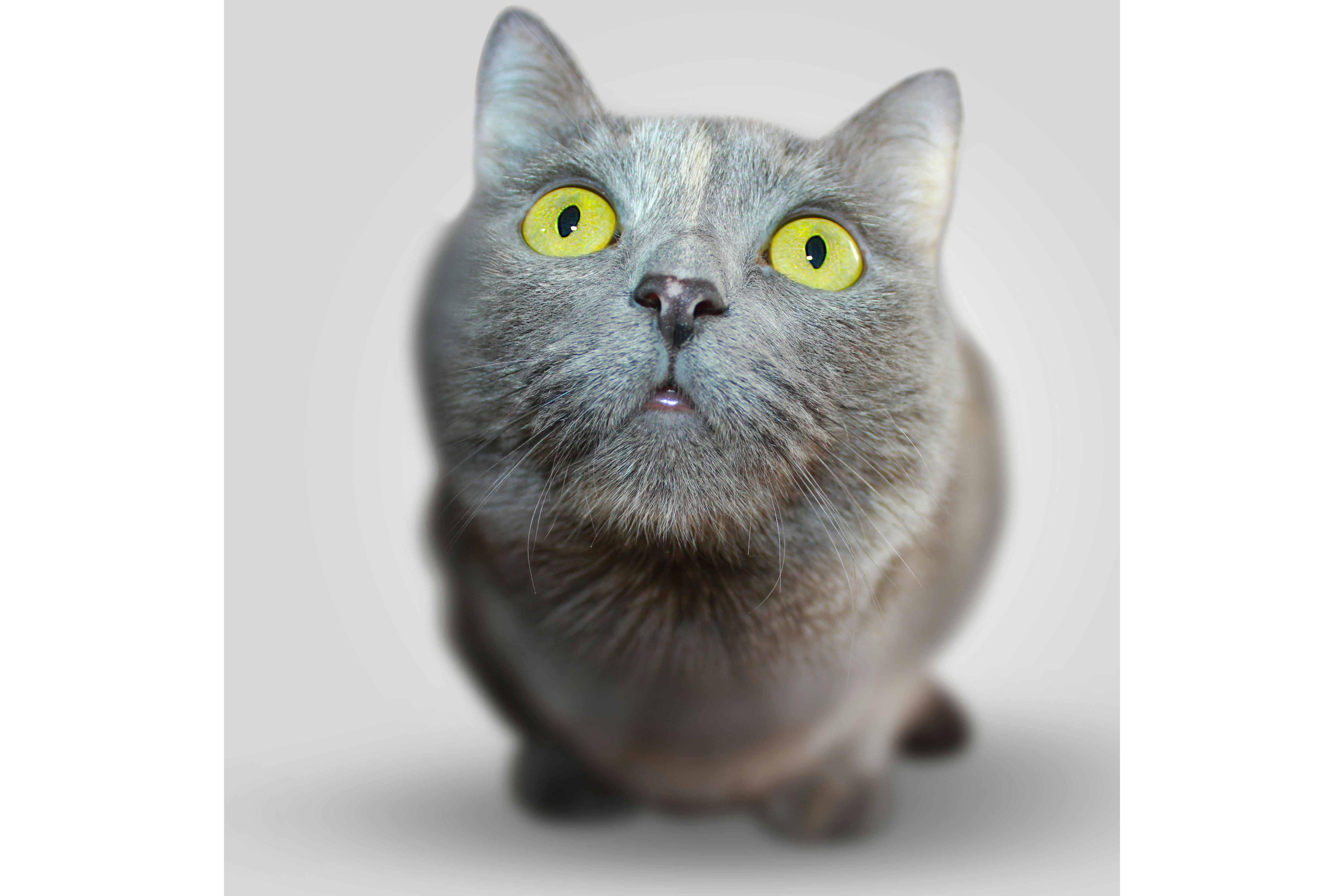 Si tu gato estornuda, puede ser una alergia. Foto: Pexels/Pixabay