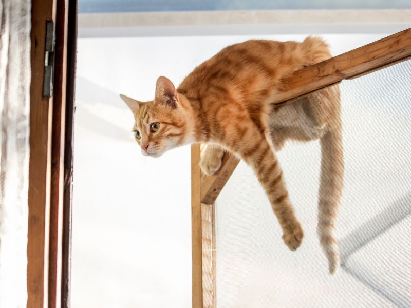 gato naranja encima de la puerta. Foto: Envato/mirarahneva