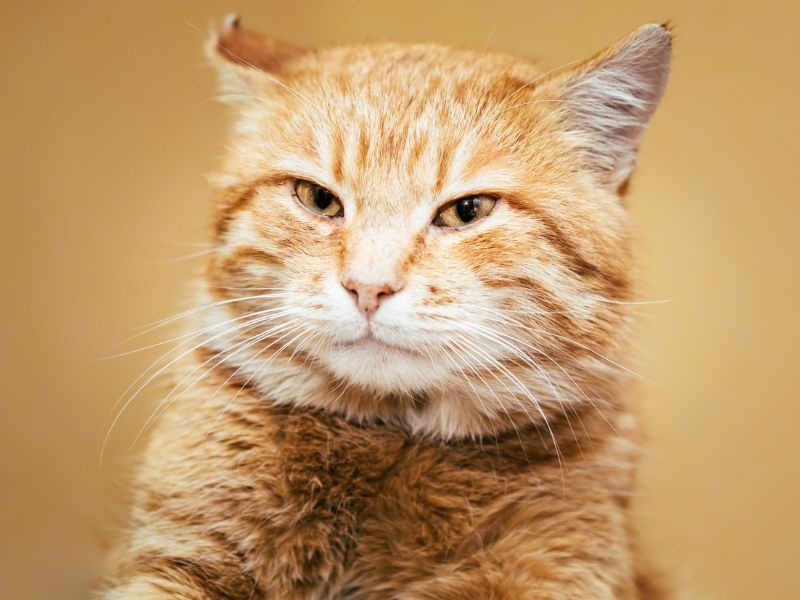 Gato naranja enojado. Foto: Envato/Great_bru